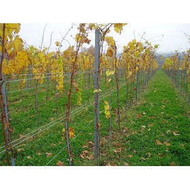 Redni stup za vinograd-v 2200 mm